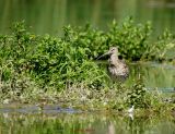 Grosser Brachvogel0004